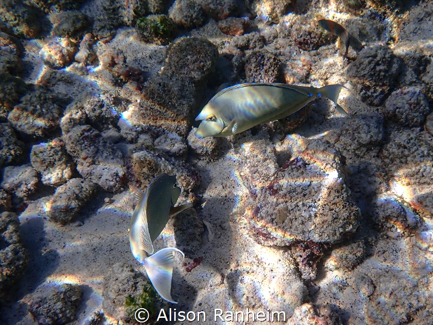 Unicornfish, Big Island, Hawaii by Alison Ranheim 