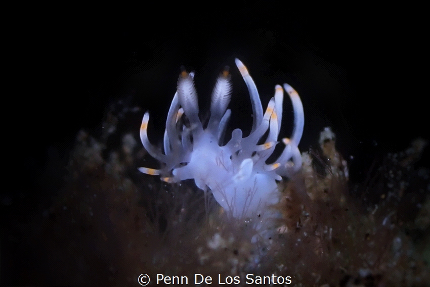 Tiny nudi by Penn De Los Santos 