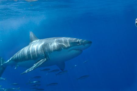 Great white drive by. Guadalupe Island by Andy Lerner 