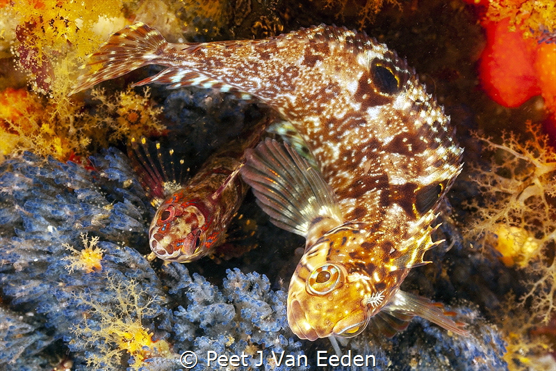 Inquisitive klip fishes by Peet J Van Eeden 