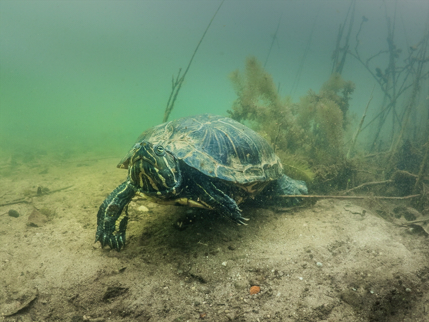 A red eared turtle. Officially not living in my country, ... by Brenda De Vries 