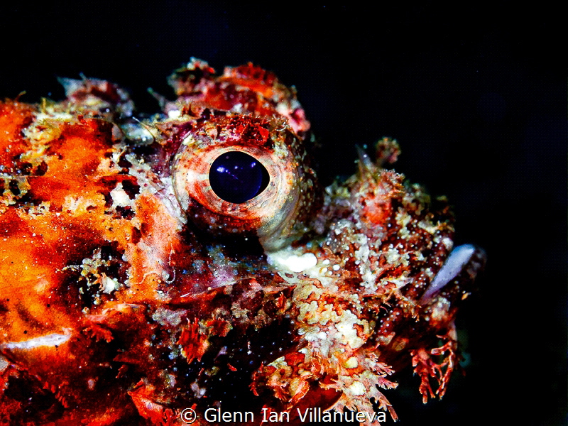 This is a photo of scorpion fish, side view portrait. Tak... by Glenn Ian Villanueva 