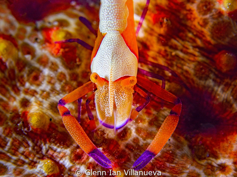 This is a photo of sea-cucumber shrimp well known as the ... by Glenn Ian Villanueva 