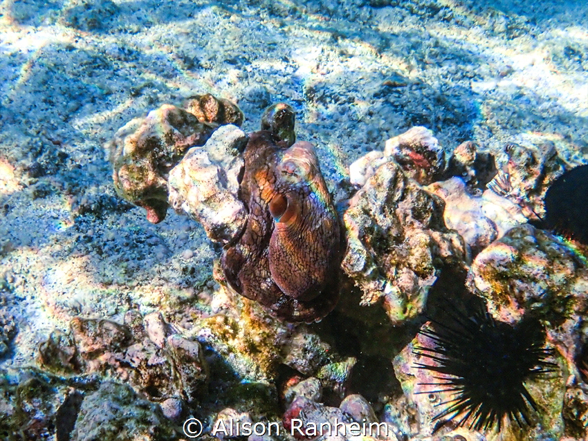 "Hi- I'm coral" by Alison Ranheim 