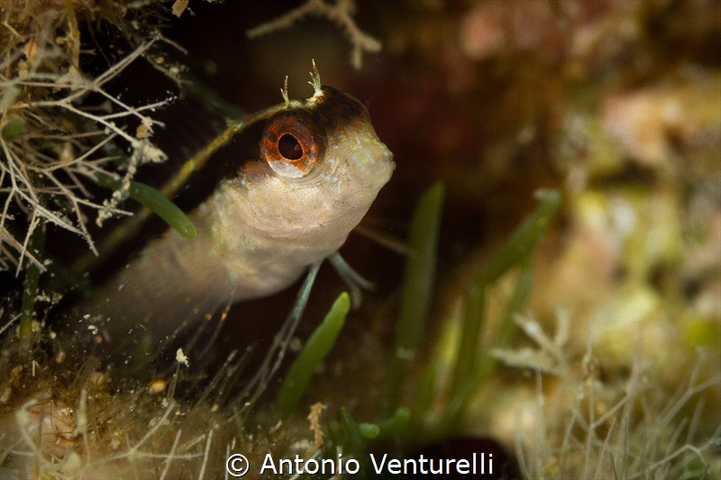 Parablennius rouxi_2022
(Canon 100mm,t1/200,f/8,iso125) by Antonio Venturelli 