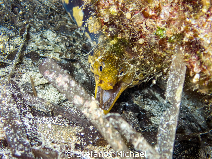 Fangtooth Moray - Enchelycore anatina by Stefanos Michael 