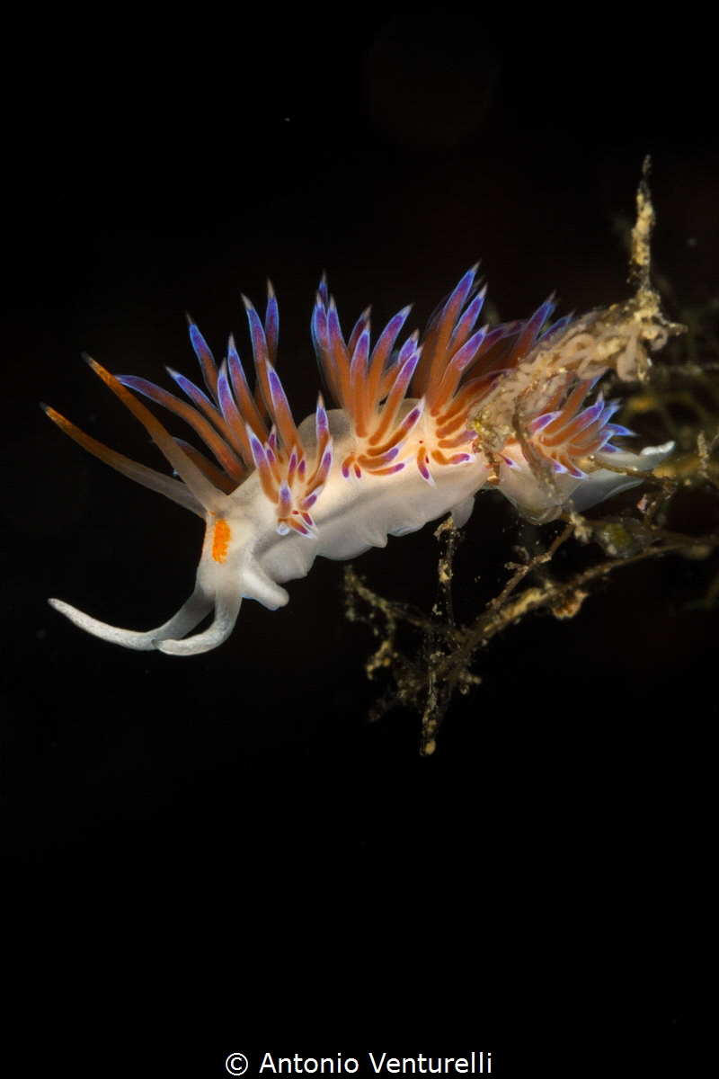 Mediterranean nudibranch_2022
(Canon100mm,t1/250,f/20,is... by Antonio Venturelli 