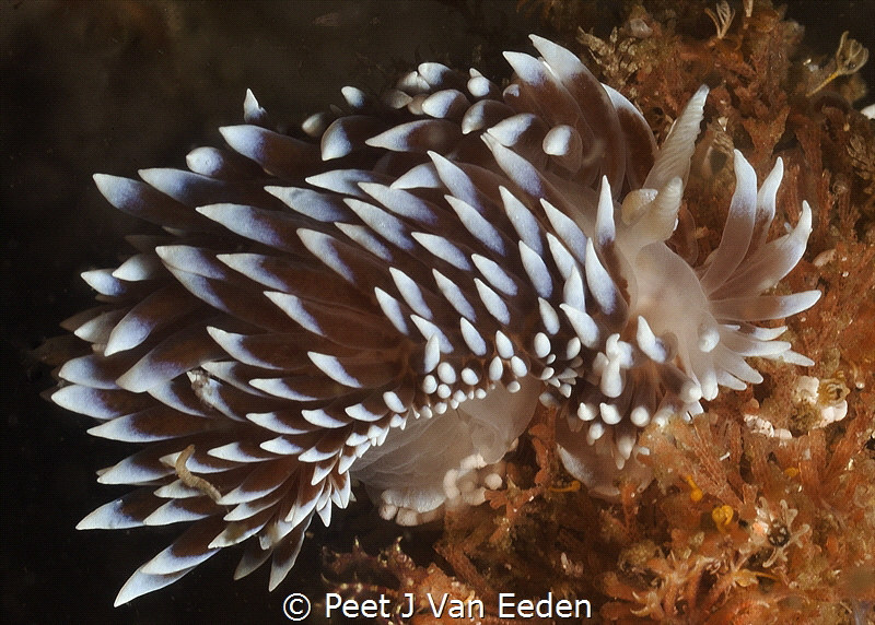 Silvertip Nudibranch grazing on its favourite bryozoan by Peet J Van Eeden 