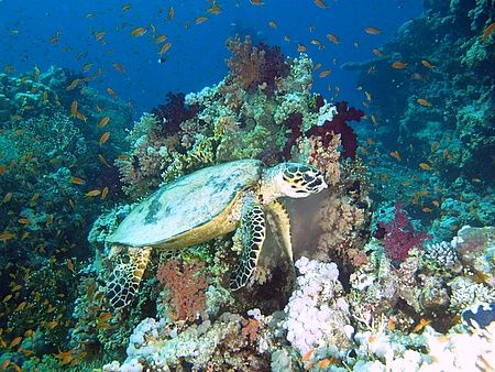 Turtle taken at Yolande reef, Ras Mohamed Park with E300 by Nikki Van Veelen 