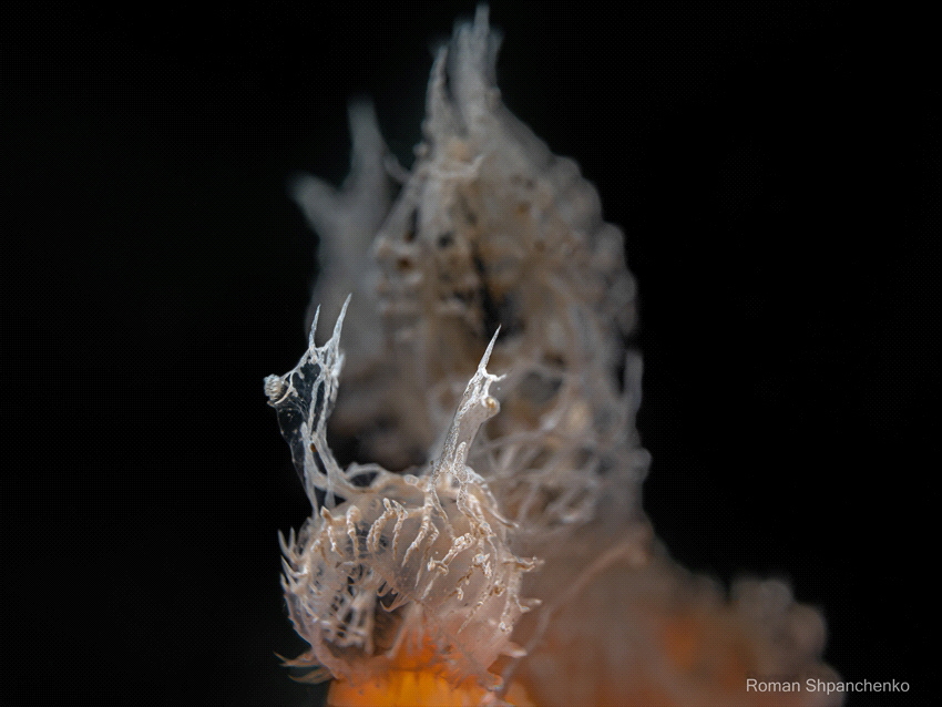 I caught it in full face!
Melibe colemani by Roman Shpanchenko 