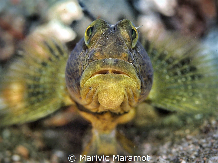Shrimp Goby 
Olympus Pen Epl 
 by Marivic Maramot 