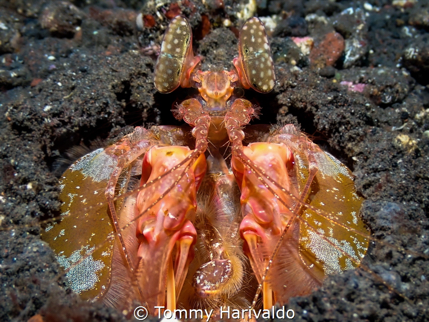 longing — waiting for prey to pass by. by Tommy Harivaldo 