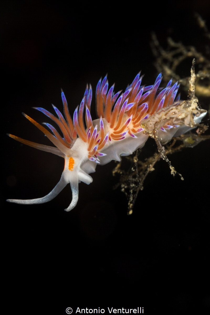 Tricolor nudi_2022
(Canon 100mm,t1/250,f/20,iso160) by Antonio Venturelli 