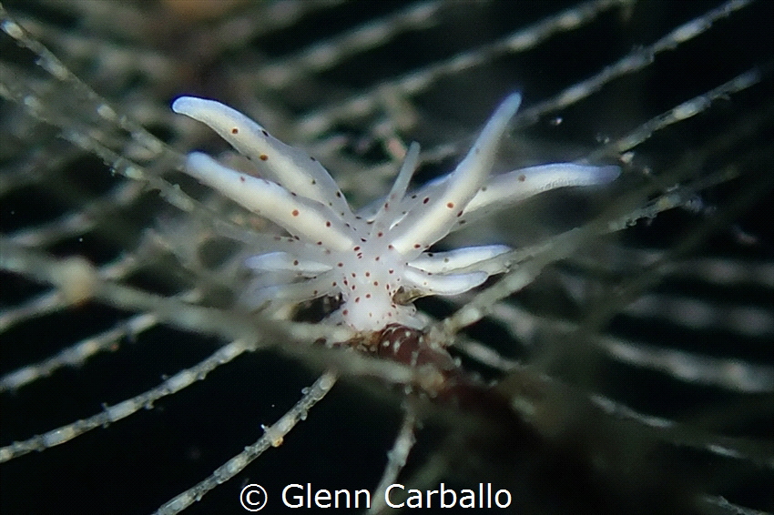 A close encounter with Eubranchus, taken in Dauin
 by Glenn Carballo 