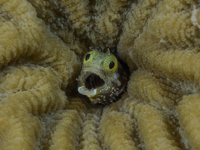This fish looked suprised when I took this picture. by Brenda De Vries 