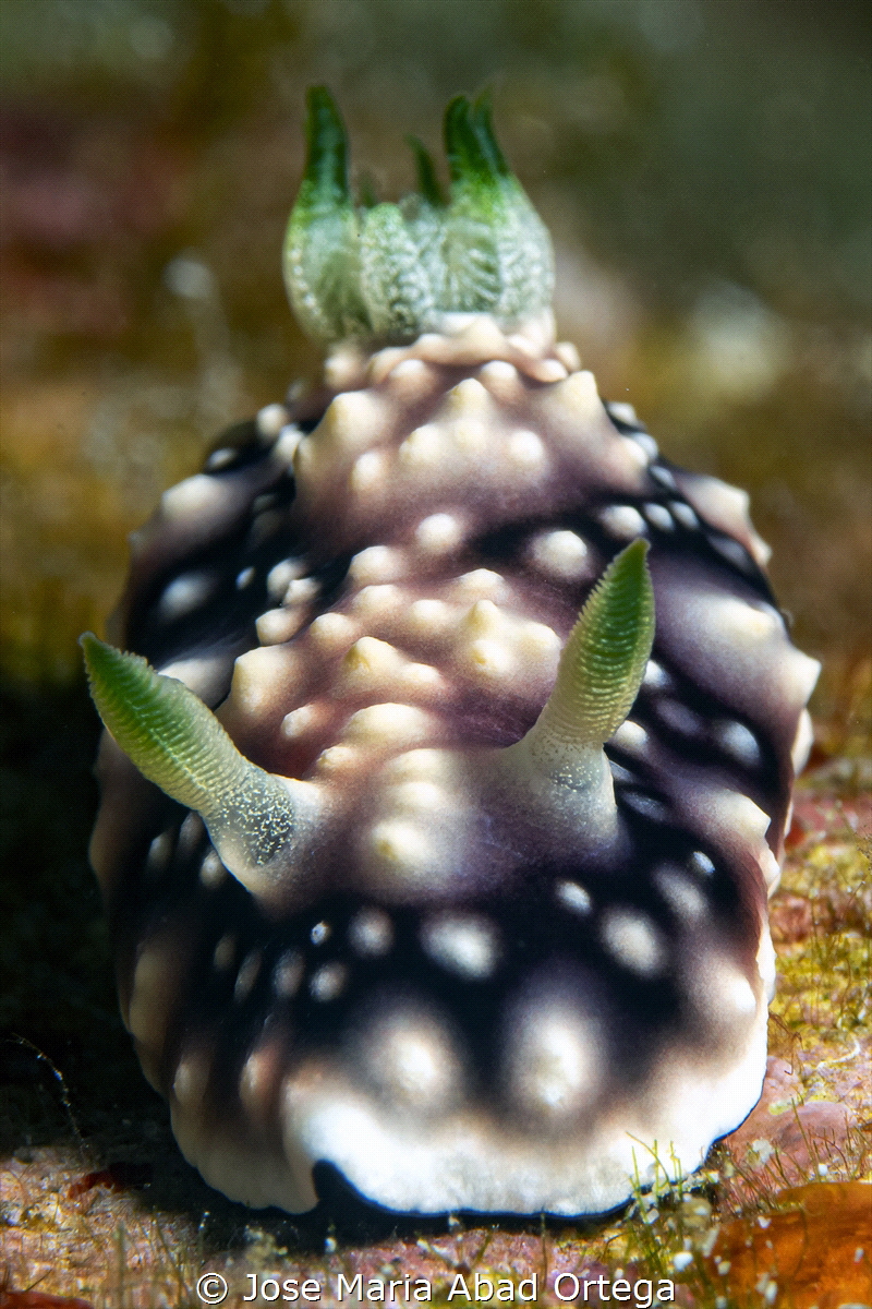 Goniobranchus geometricus by Jose Maria Abad Ortega 