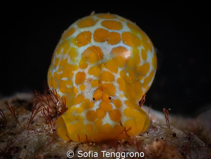 Haminoea sp. by Sofia Tenggrono 