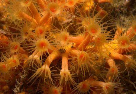 A lovely clump of cluster anenomes from the Isles of Scil... by Malcolm Nimmo 
