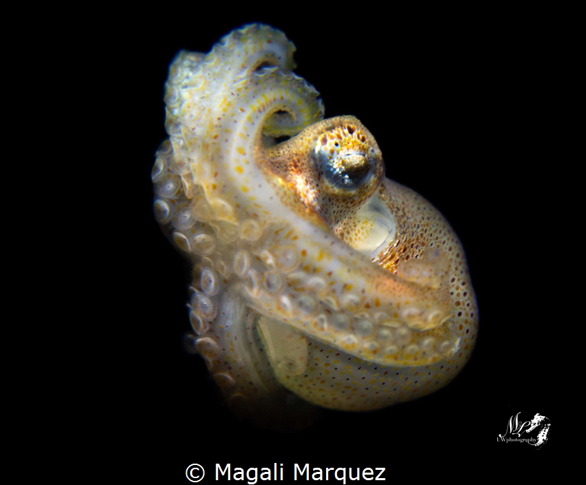 Octopus 
Bonfire diving 
 by Magali Marquez 