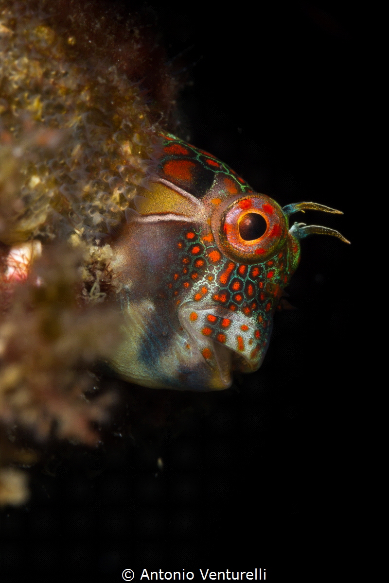 Tessellated blenny_2022
(Canon100, t1/250,f/20,iso160) by Antonio Venturelli 