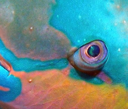 Close up of a parrotfish sleeping taken with Olympus Sp350. by Anel Van Veelen 