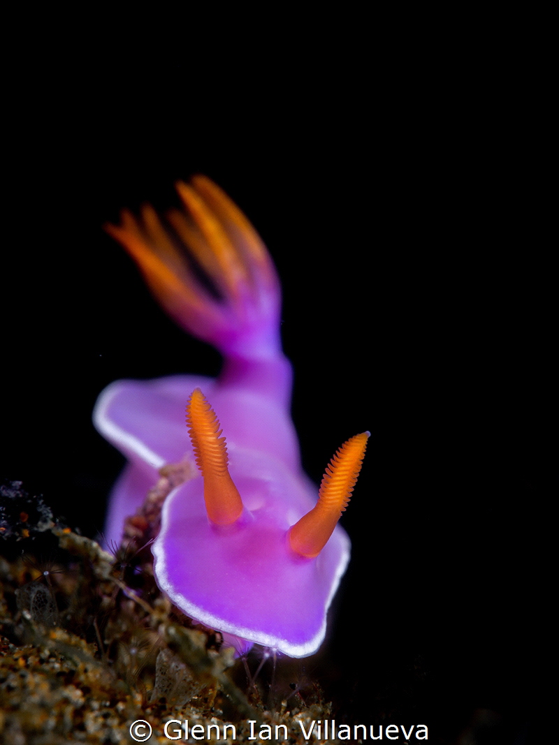 Taken in Secret Bay, Anilao, Philippines by Glenn Ian Villanueva 