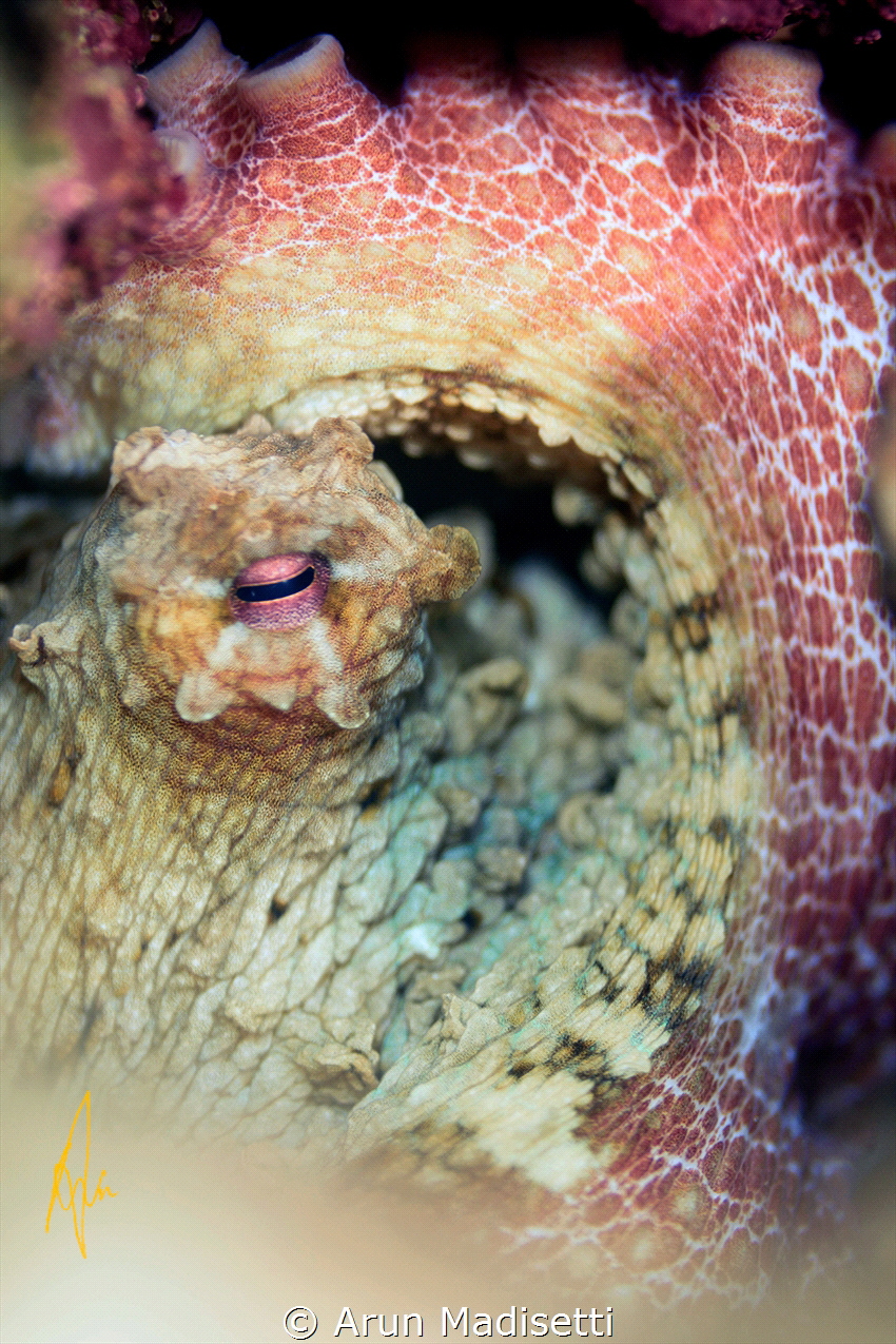 Watching me watching you. An octopus under a rock by Arun Madisetti 