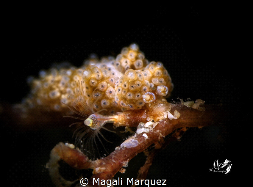 Doto sp. With Retra LSD 
Aguadilla Puerto Rico by Magali Marquez 