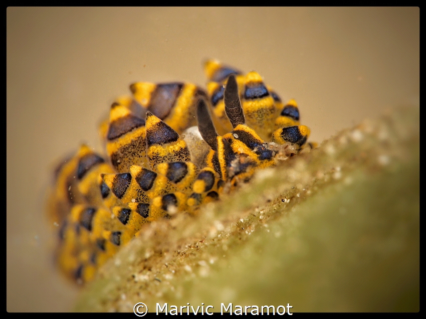 Colorful subject. by Marivic Maramot 