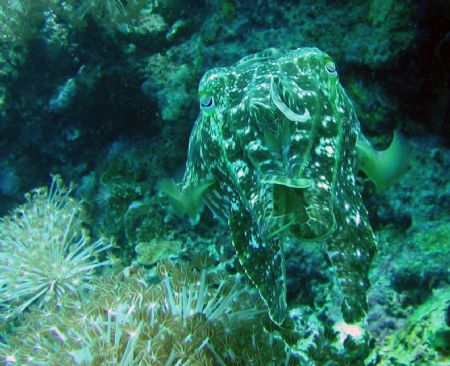Cuttle fish, Southern Leyte, Philippines. Taken with Cano... by Katie Dann 