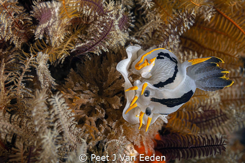 Ribbon of eggs produced by a proud Crowned Nudibranch by Peet J Van Eeden 