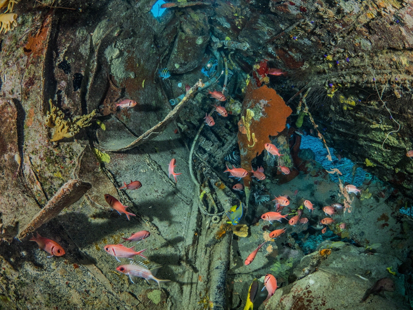 Taken inside of a small wreck in Bonaire. A lot of fish h... by Brenda De Vries 