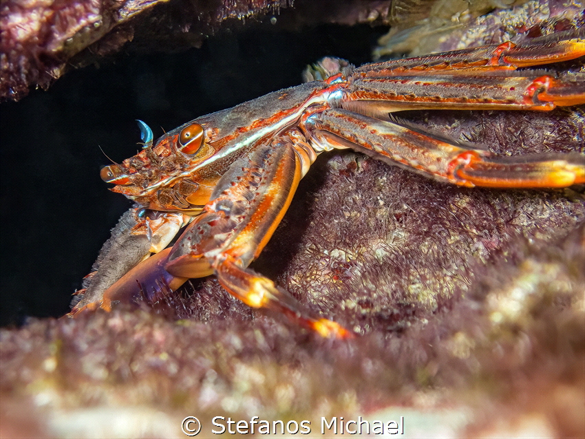 Nimble Spray Crab - Percnon gibbesi by Stefanos Michael 