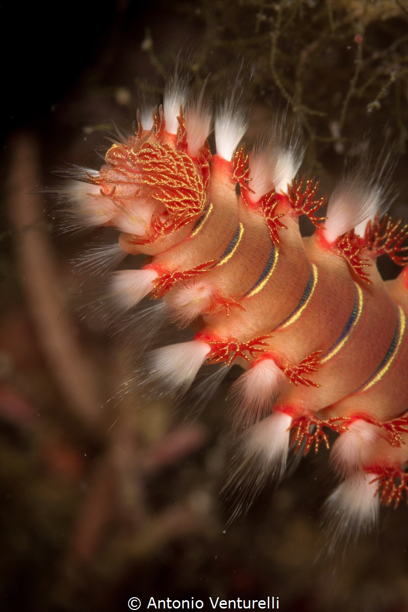 Vermocane_detail of dorsal bristles which are similar to ... by Antonio Venturelli 