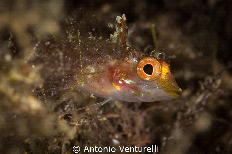 Trypterigion fish_2022
(Canon100,t1/250,f/16,iso100) by Antonio Venturelli 