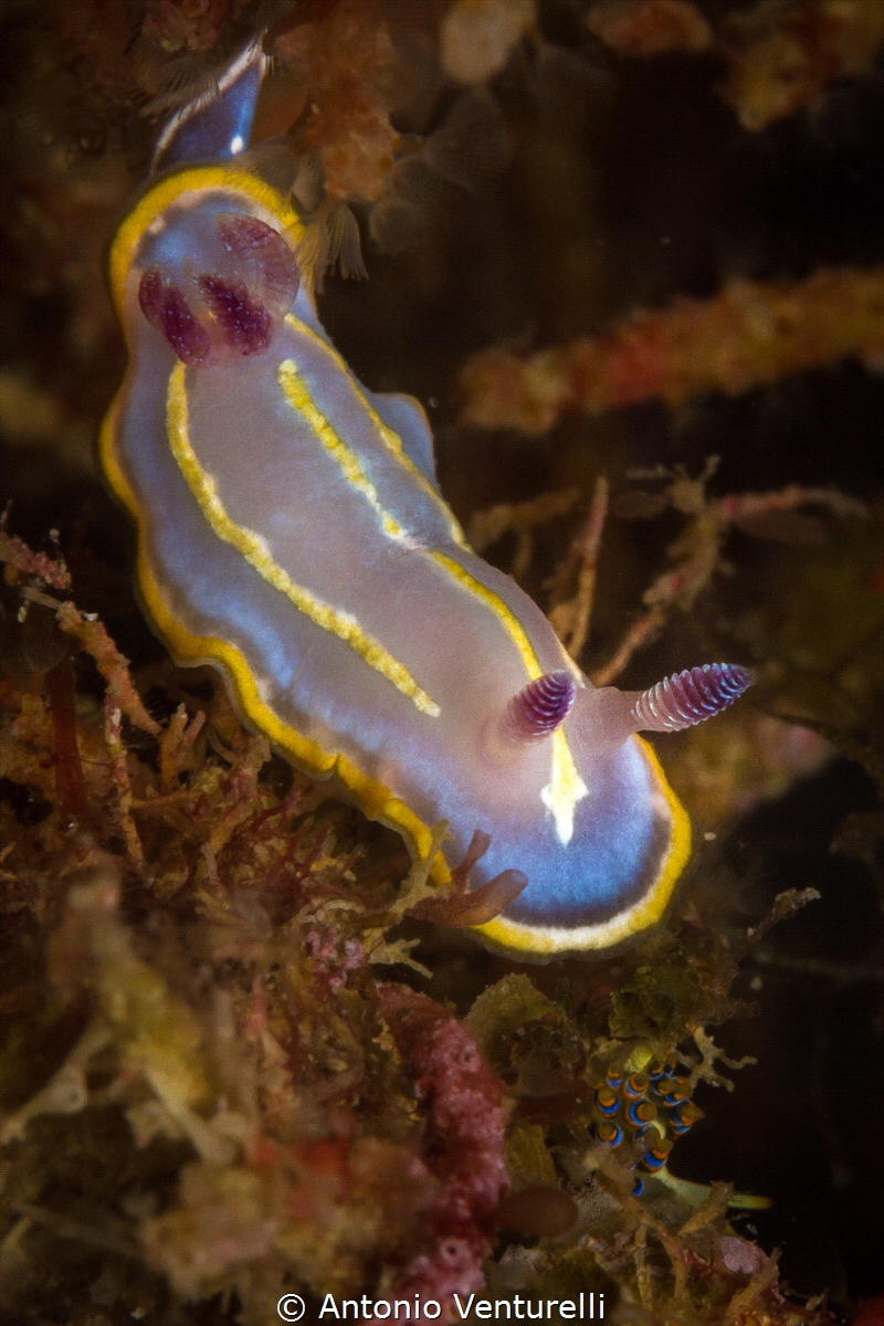 Chromodoris Khroni_2022
(Canon100,t1/250,f16,iso200) by Antonio Venturelli 