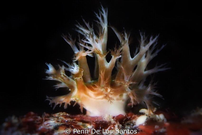 Marionia sp. by Penn De Los Santos 