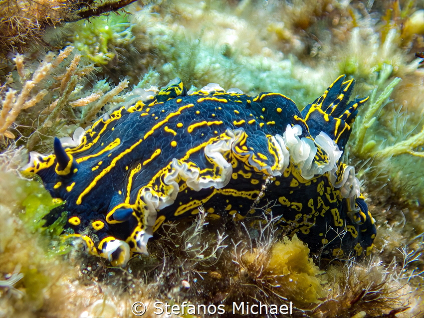 Dorid Nudibranch - Felimare picta by Stefanos Michael 