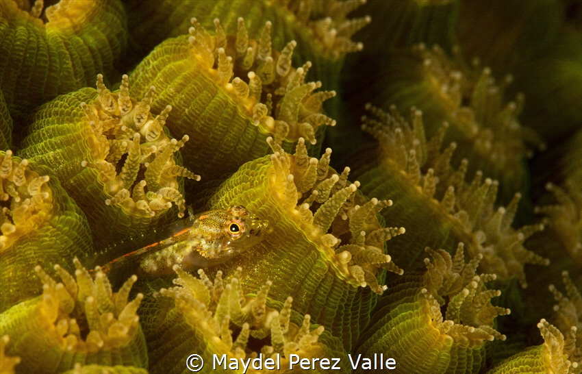 Garden of the Queen, Cuba. It´s a Blenny between the  Mon... by Maydel Perez Valle 