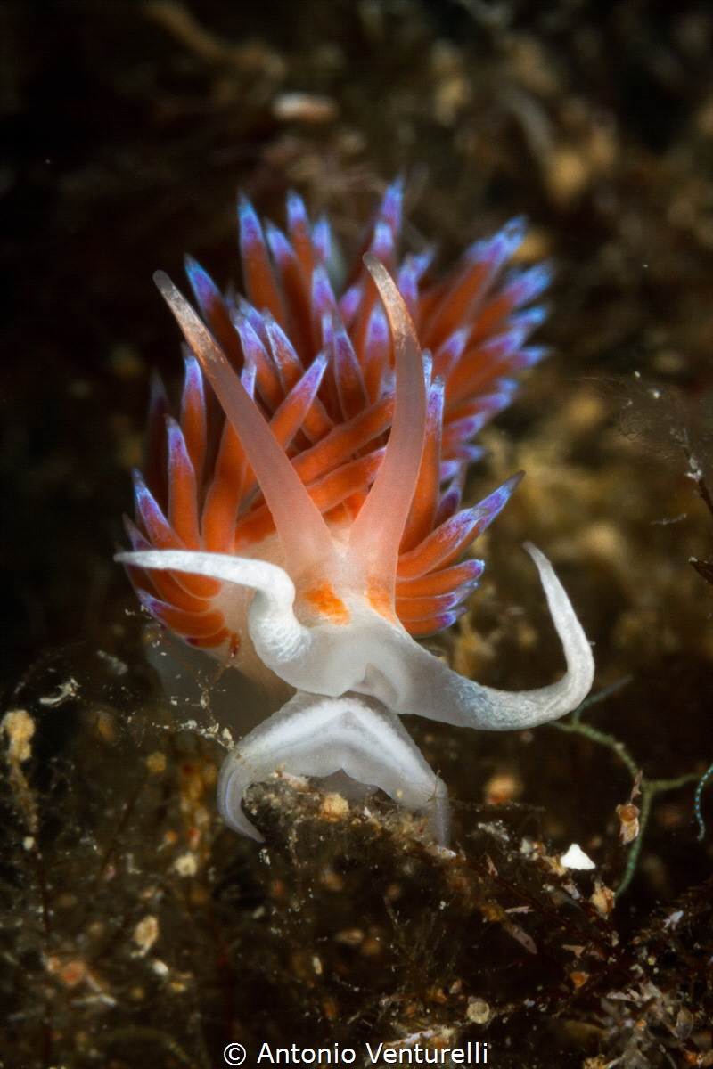 My sea_2022
(Canon100,t1/200,f20,iso160) by Antonio Venturelli 