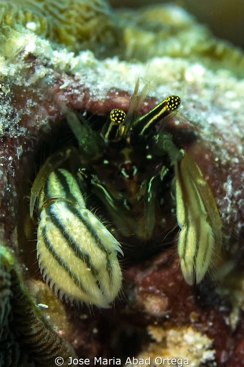 Striped coral hermit crab (Paguritta vittata)
It lives i... by Jose Maria Abad Ortega 