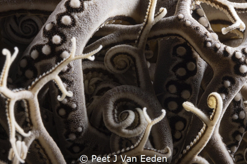 The integrate network of a basket star by Peet J Van Eeden 