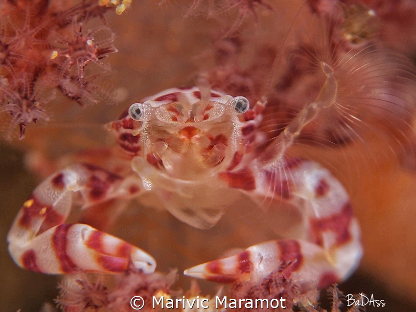 My kind of crab. by Marivic Maramot 