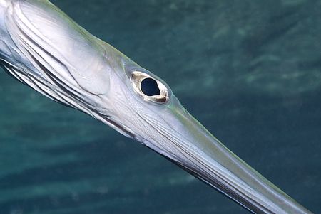 Cornetfish. D200,60mm. by Derek Haslam 