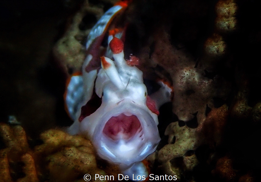 Clown Frogfish by Penn De Los Santos 