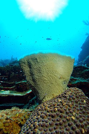 Roatan, Honduras. by Shawn Jackson 