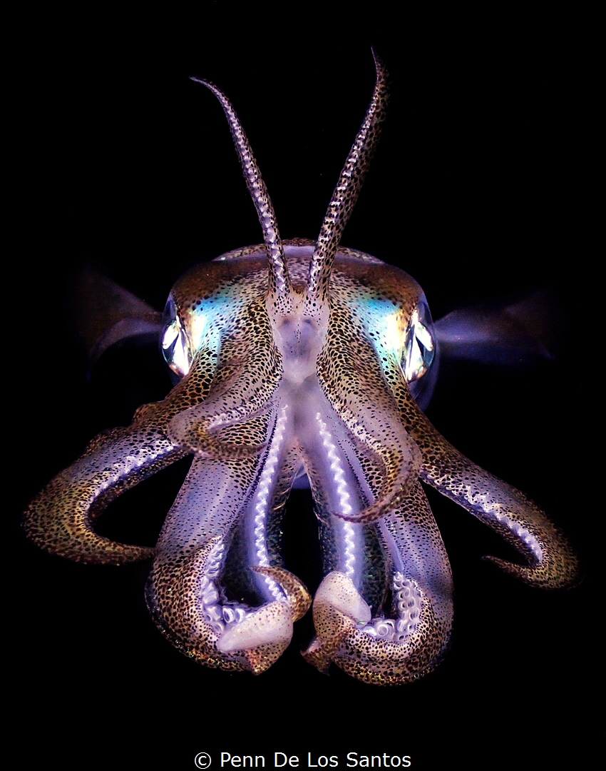 Squid during a bonfire dive in Anilao. Shot taken with Ol... by Penn De Los Santos 