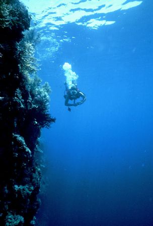 'WALL DIVE' Turtle Cove, Palau. Housed Nikon F; 24mm Nikk... by Rick Tegeler 