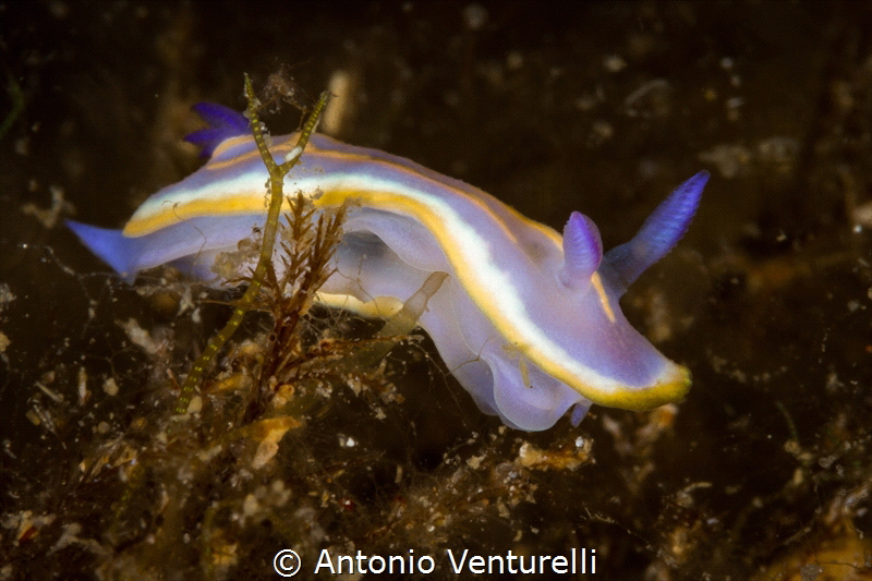 Felimida Khroni_2022
(Canon100,1/200,f20,iso160) by Antonio Venturelli 