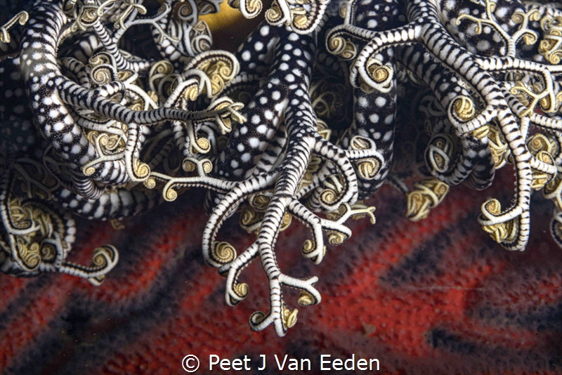 Basket star on palmate sea fan by Peet J Van Eeden 